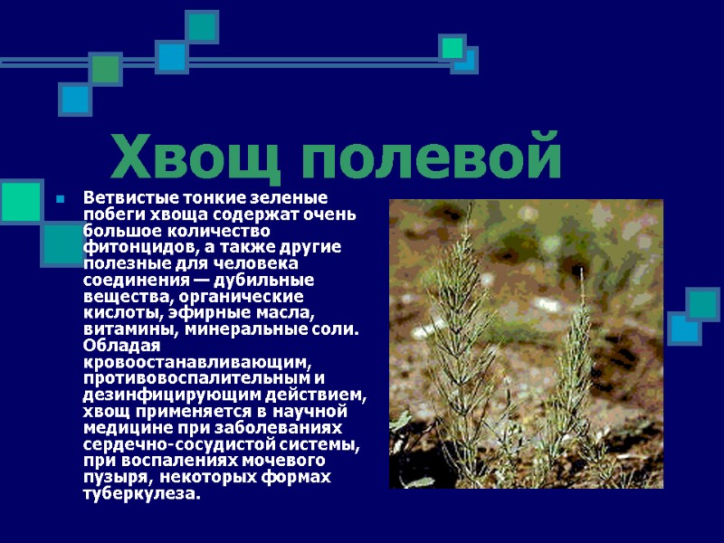 Хвощ полевой Ветвистые тонкие зеленые побеги хвоща содержат очень большое количество фитонцидов, а также